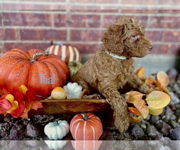 Medium Photo #1 Double Doodle Puppy For Sale in KENNEDALE, TX, USA