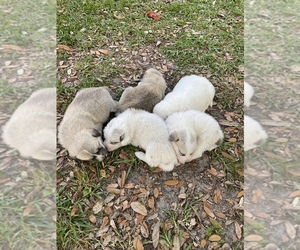 Anatolian Shepherd-Great Pyrenees Mix Puppy for sale in MC CLELLANVILLE, SC, USA