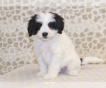 Small Photo #4 Miniature Bernedoodle Puppy For Sale in DENVER, PA, USA