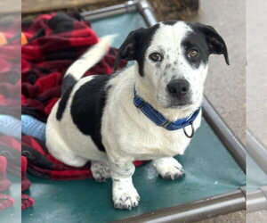 Basset Hound-Unknown Mix Dogs for adoption in Rockaway, NJ, USA