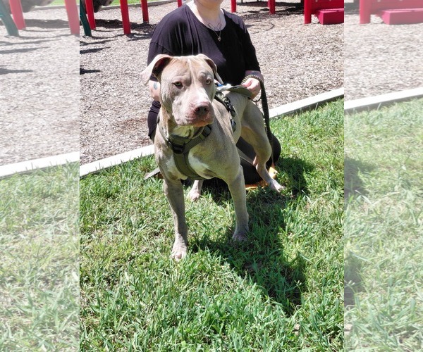 Medium Photo #5 American Pit Bull Terrier-Unknown Mix Puppy For Sale in Germantown, OH, USA