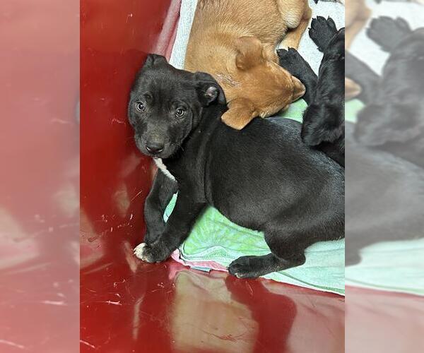 Medium Photo #1 German Shepherd Dog-Unknown Mix Puppy For Sale in Bakersfield, CA, USA