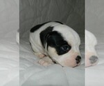 Small Photo #3 Olde English Bulldogge Puppy For Sale in NORTH LAS VEGAS, NV, USA
