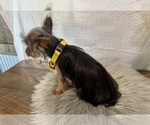Trey - Male Yorkshire Terrier Puppy for Sale - Photo #7