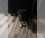 Small Photo #2 German Shepherd Dog Puppy For Sale in SACRAMENTO, CA, USA