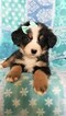 Small Photo #5 Bernese Mountain Dog Puppy For Sale in LANCASTER, PA, USA