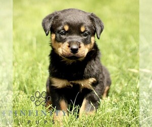 Rottweiler Puppy for sale in CHRISTIANA, PA, USA