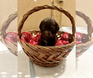 Aussiedoodle-Vizsla Mix Puppy for sale in POST FALLS, ID, USA