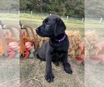AKC Ready to Go - Female Labrador Retriever Puppy for Sale - Photo #2