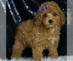 Small Photo #36 Poodle (Toy) Puppy For Sale in WARSAW, IN, USA