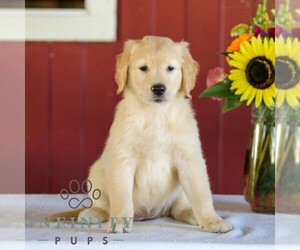 Golden Retriever Puppy for sale in MANHEIM, PA, USA