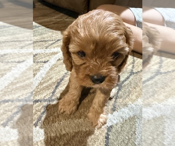 Medium Photo #18 Cavapoo (Miniature) Puppy For Sale in SAINT FRANCIS, MN, USA