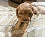 Small #17 Cavapoo (Miniature)