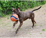 Small #22 American Pit Bull Terrier