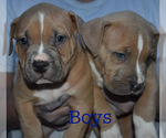 Small Photo #2 American Bully Puppy For Sale in TAZEWELL, VA, USA