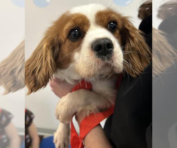 Medium Photo #1 Cavalier King Charles Spaniel Puppy For Sale in Westminster, MD, USA