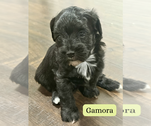 Schnoodle (Miniature) Puppy for sale in COLLINSVILLE, VA, USA