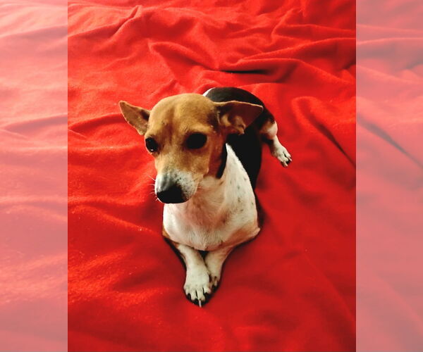 Medium Photo #2 Dachshund-Unknown Mix Puppy For Sale in Missouri City, TX, USA