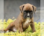 Small #2 Boxer
