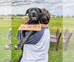Small #2 Labrador Retriever Mix
