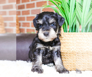 Schnauzer (Miniature) Puppy for sale in SYRACUSE, IN, USA