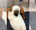 Small Photo #7 Shih Tzu Puppy For Sale in SILEX, MO, USA