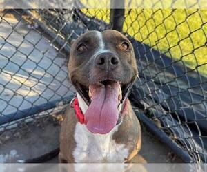 Mutt Dogs for adoption in Tulsa, OK, USA