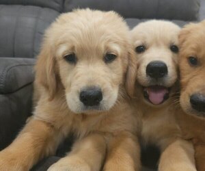 English Cream Golden Retriever Puppy for sale in SACRAMENTO, CA, USA