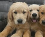 Image preview for Ad Listing. Nickname: Goldens