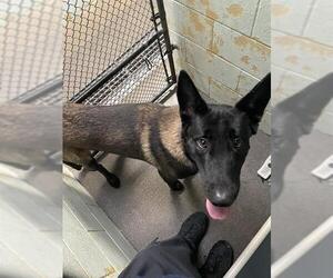 Mutt Dogs for adoption in Stockton, CA, USA