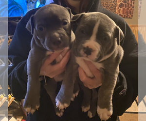 American Pit Bull Terrier Puppy for sale in EASLEY, SC, USA