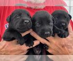 Small #7 Labrador Retriever