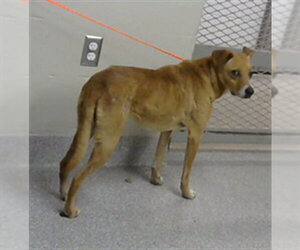 Labrador Retriever Dogs for adoption in Pasadena, TX, USA