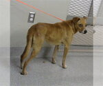 Small Labrador Retriever