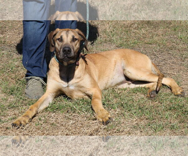 Medium Photo #5 Great Dane-Unknown Mix Puppy For Sale in Bandera, TX, USA