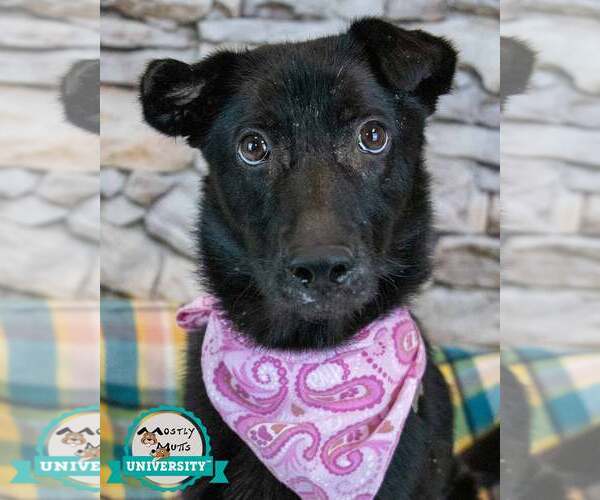 Medium Photo #1 Border Collie-Unknown Mix Puppy For Sale in Kennesaw, GA, USA