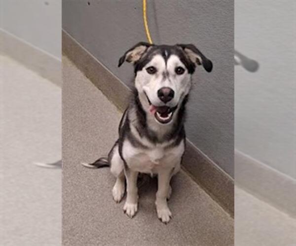 Medium Photo #1 Siberian Husky-Unknown Mix Puppy For Sale in Las Vegas, NV, USA