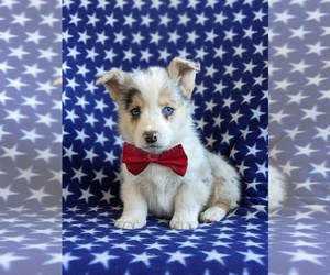 Pembroke Welsh Corgi Puppy for sale in GLEN ROCK, PA, USA