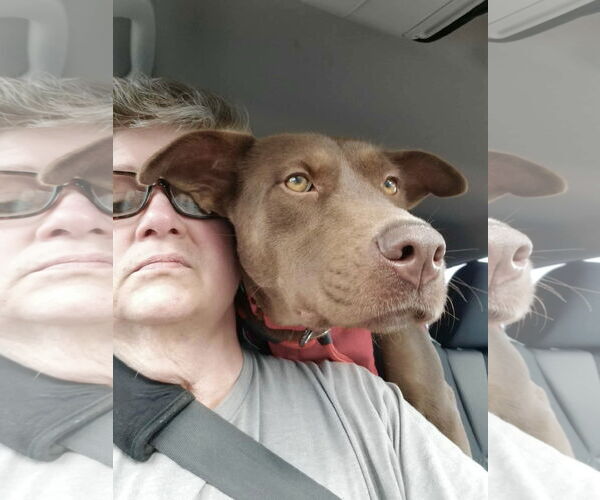 Medium Photo #5 Chocolate Labrador retriever-Unknown Mix Puppy For Sale in Mount Laurel, NJ, USA