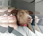 Small #4 Chocolate Labrador retriever Mix
