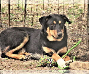 Scout - Male Siberian Husky-Unknown Mix Dog for Adoption - Photo #6