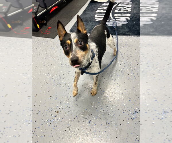 Medium Photo #3 Mutt Puppy For Sale in Pierceton , IN, USA