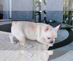 Puppy 6 French Bulldog