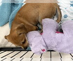 Small #5 Black Mouth Cur-Dachshund Mix