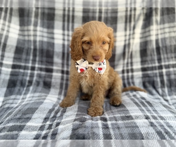Medium Photo #2 Cock-A-Poo Puppy For Sale in LAKELAND, FL, USA