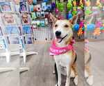 Small #19 Shiba Inu Mix