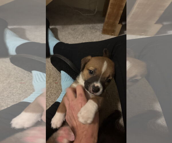 Medium Photo #6 Toy Rat Doxie Puppy For Sale in Holly Springs, NC, USA