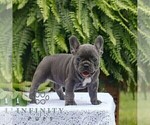 Small #3 French Bulldog