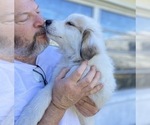 Small Photo #2 Great Pyrenees Puppy For Sale in PALM BAY, FL, USA