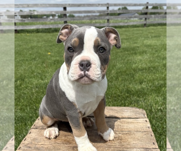 Medium Photo #2 American Bulldog Puppy For Sale in MIDDLEBURY, IN, USA